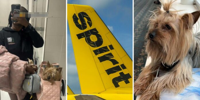 ‘We don’t even pay for carry on bags’: Spirit Airlines passenger doesn’t want to pay $125 fee to travel with her dog. So she does this instead