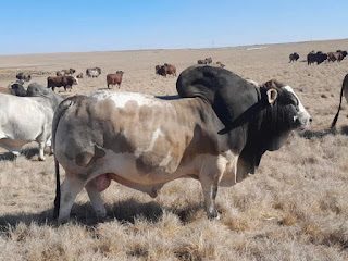 PHOTO Zimbabwean cattle rancher Collins Tafireyi for R8M Boran Bull