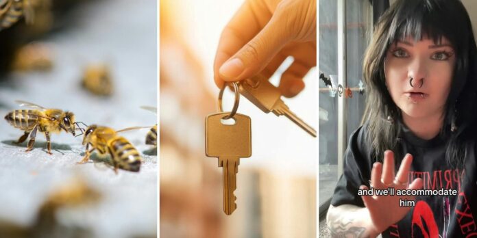 ‘I’d have to die’: Tenant realizes apartment has 80k bee colonies in walls after landlord orders inspection. She can’t believe what the tech does next