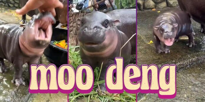 Everything you need to know about Moo Deng, the iconic screaming baby hippo