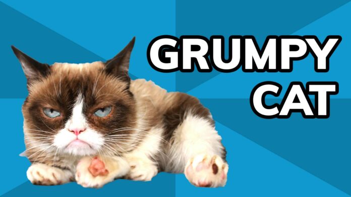 Meme History: Grumpy Cat