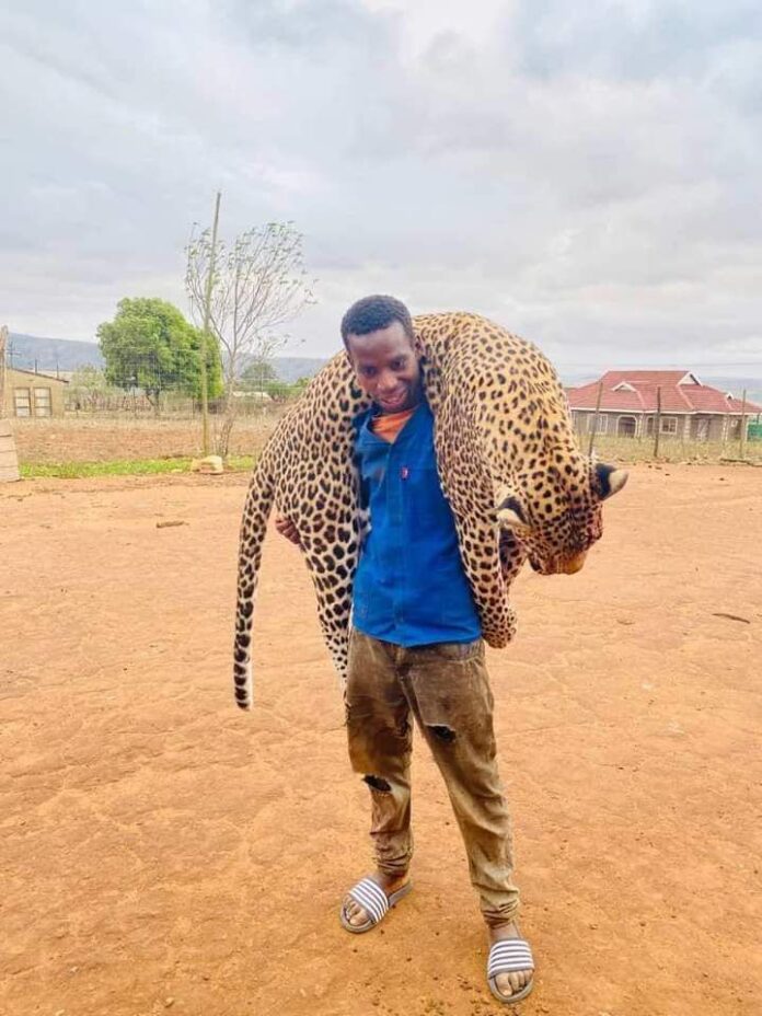 PHOTO: Man killed leopard in Majomela village, Nongoma